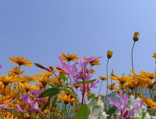 Celebração de Primavera